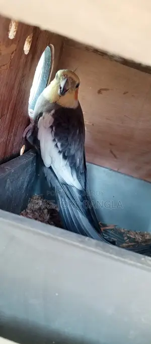Running Pair Cockatiel
