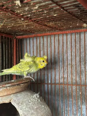 Kokotail , Bujtigar JP