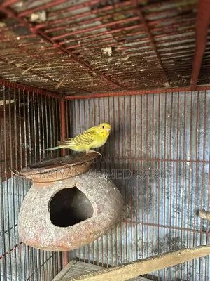 Kokotail , Bujtigar JP