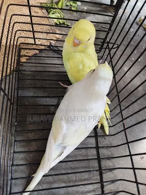 JP Split Tuft Baby
