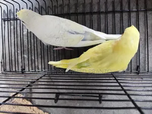 JP Split Tuft Baby