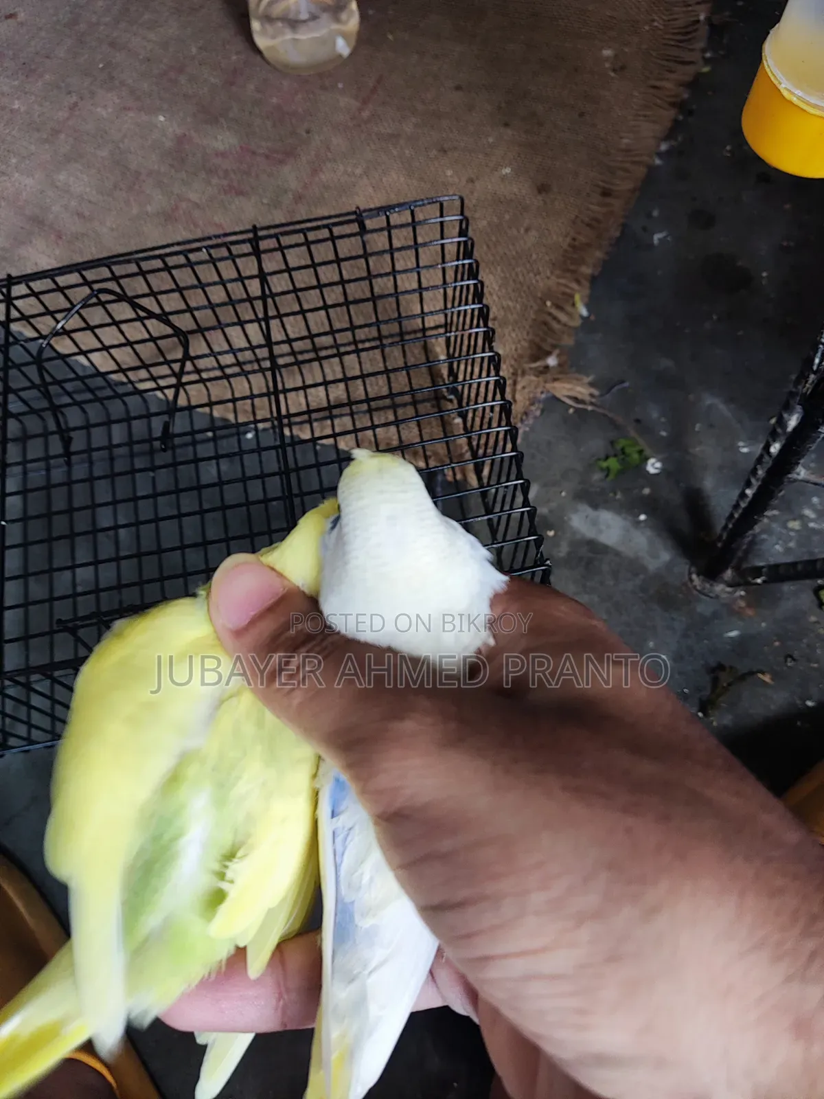 JP Split Tuft Baby