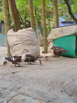 Chinese Ducks for Sale