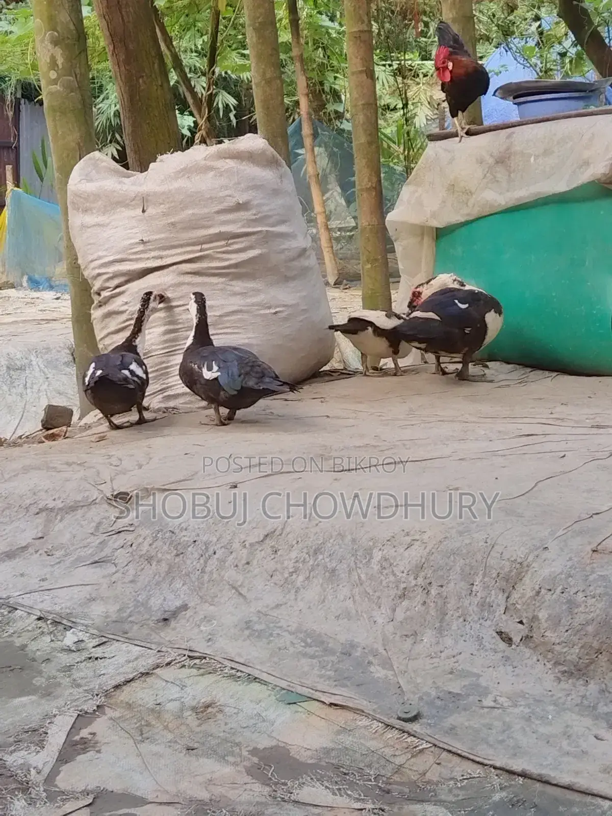 Chinese Ducks for Sale