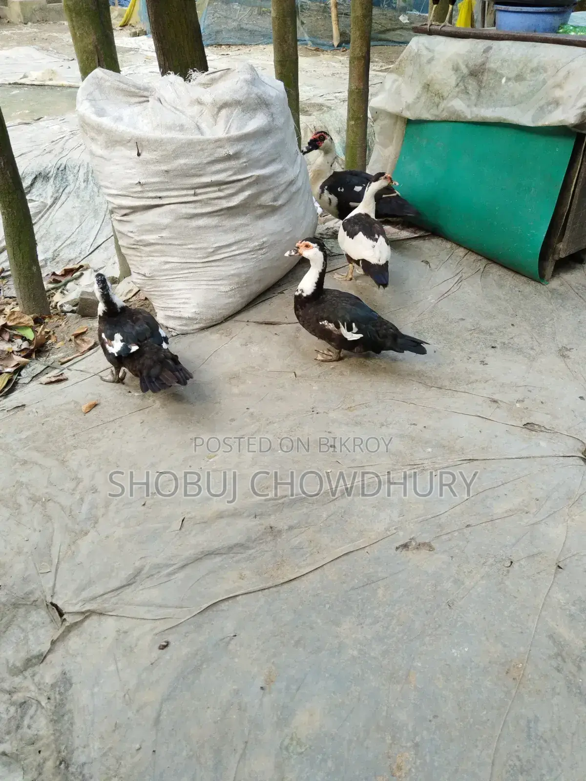Chinese Ducks for Sale