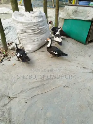 Chinese Ducks for Sale