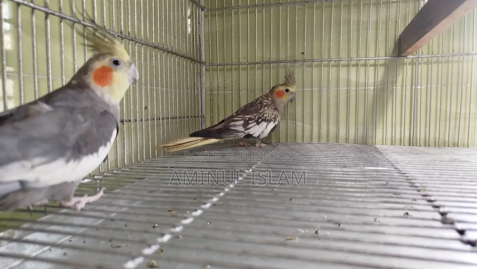 Cockatiel New Adults Pair
