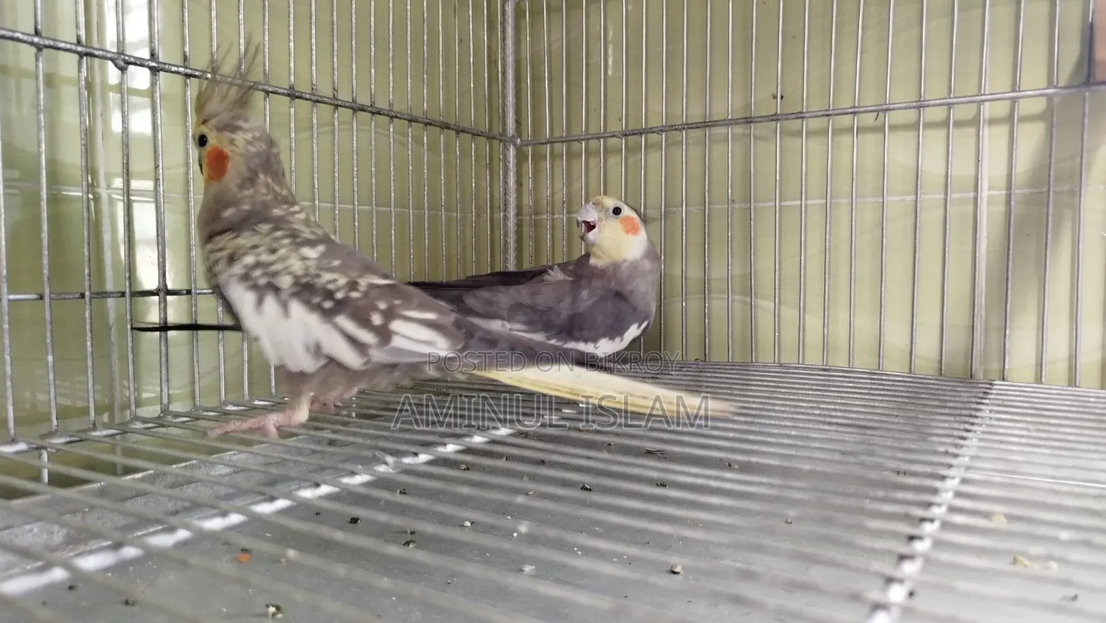 Cockatiel New Adults Pair