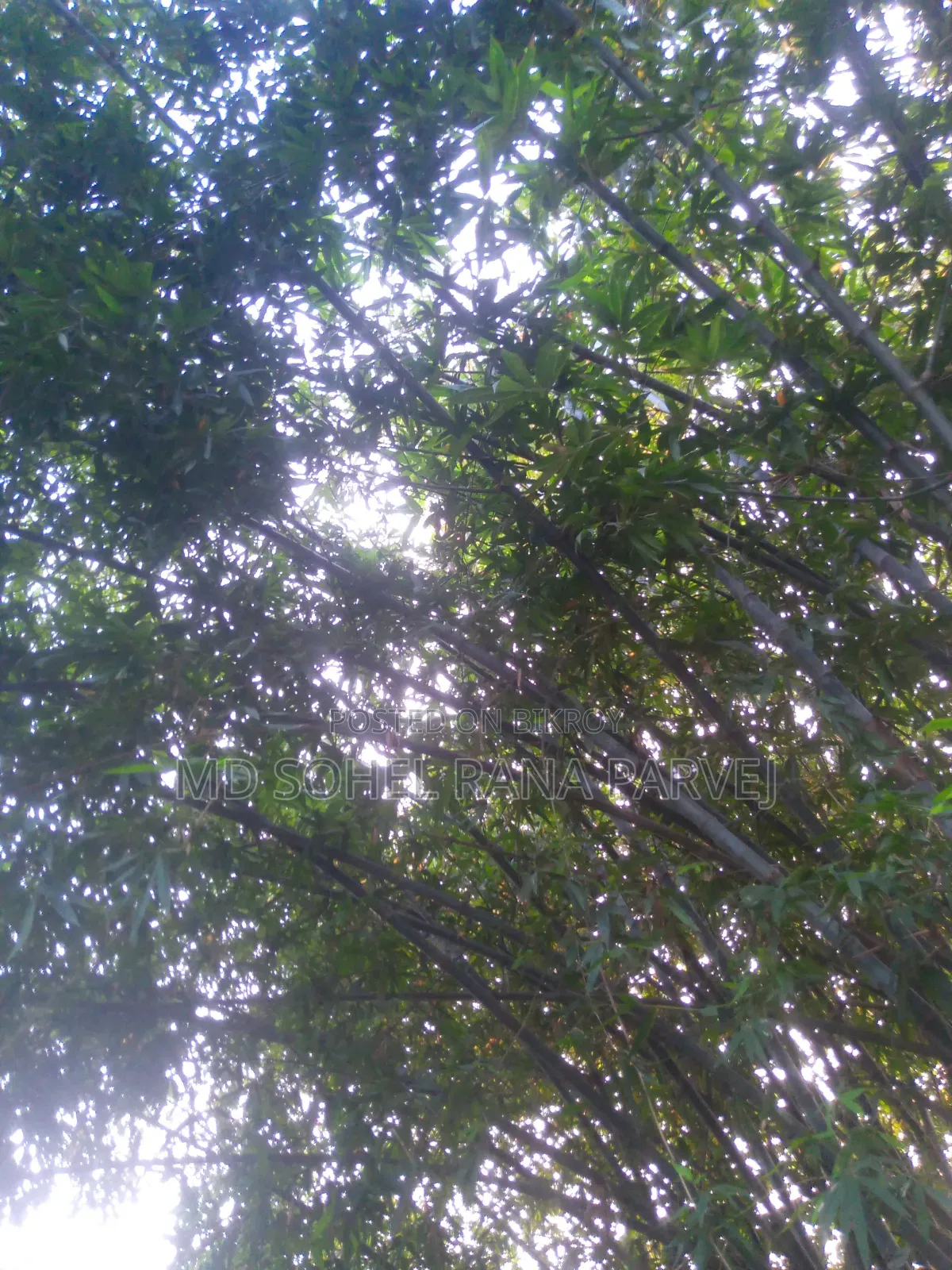 নতুন সিম্ফনি জেড৪২ ৩২ জিবি হোয়াইট