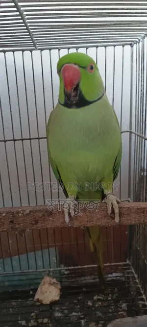 ইন্ডিয়ান রিংনেক