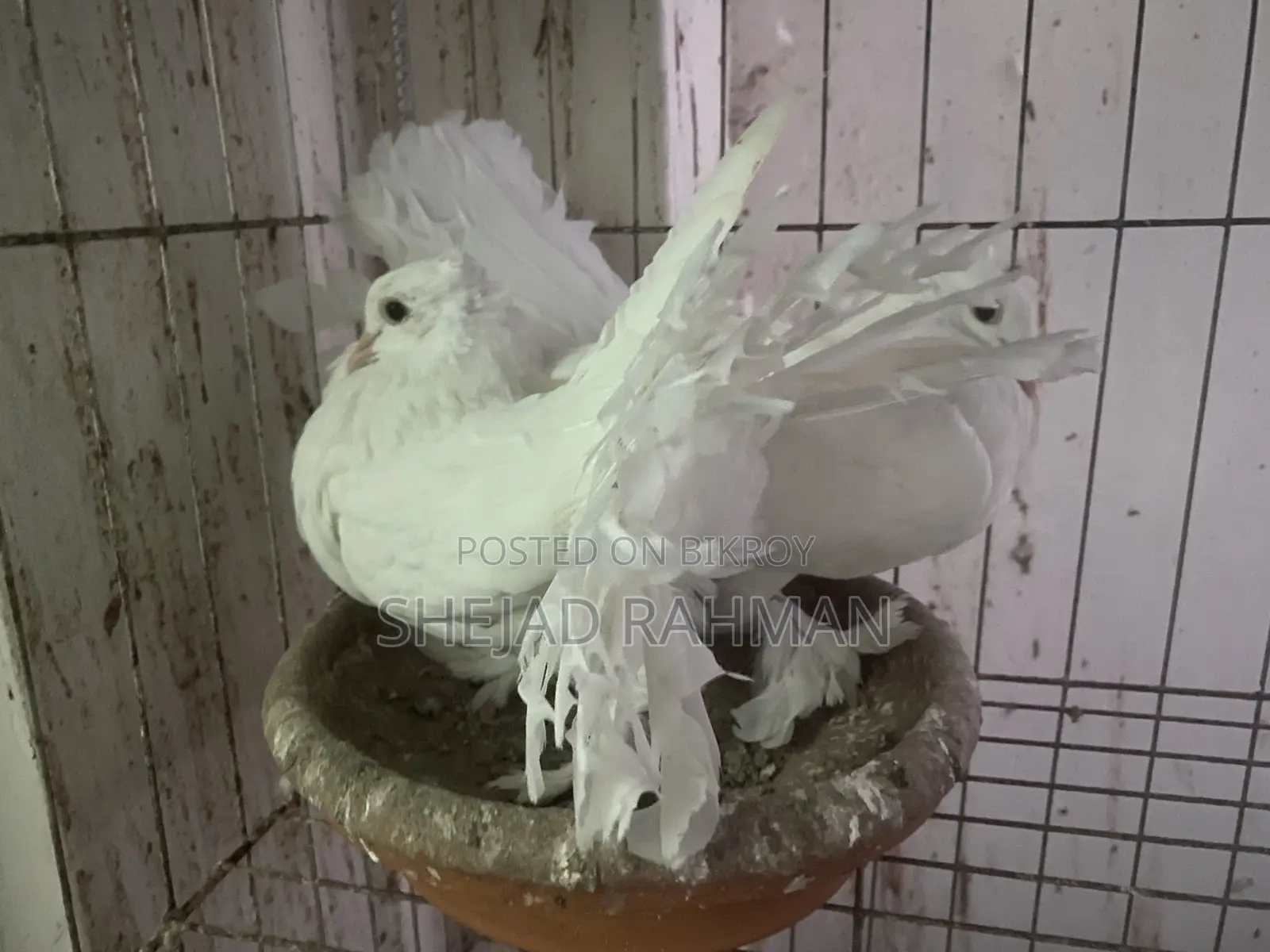 লক্ষ্লা কবুতর জোড়া