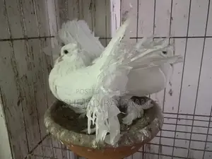 লক্ষ্লা কবুতর জোড়া