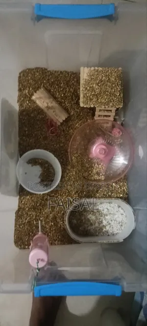 হ্যামস্টার (উইন্টার হোয়াইট ডোয়ার্ফ)