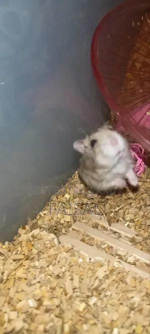 Hamster (Winter White Dwarf)