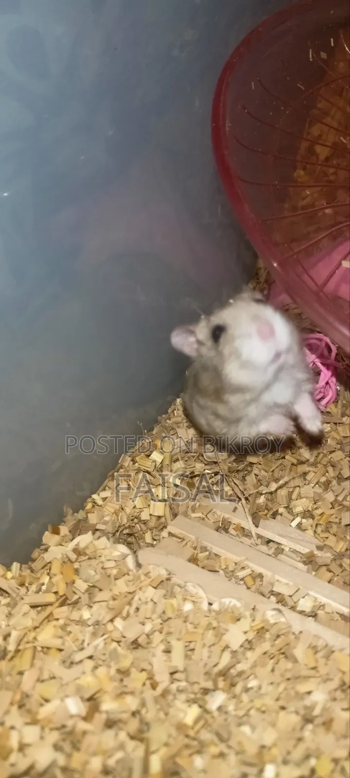 Hamster (Winter White Dwarf)