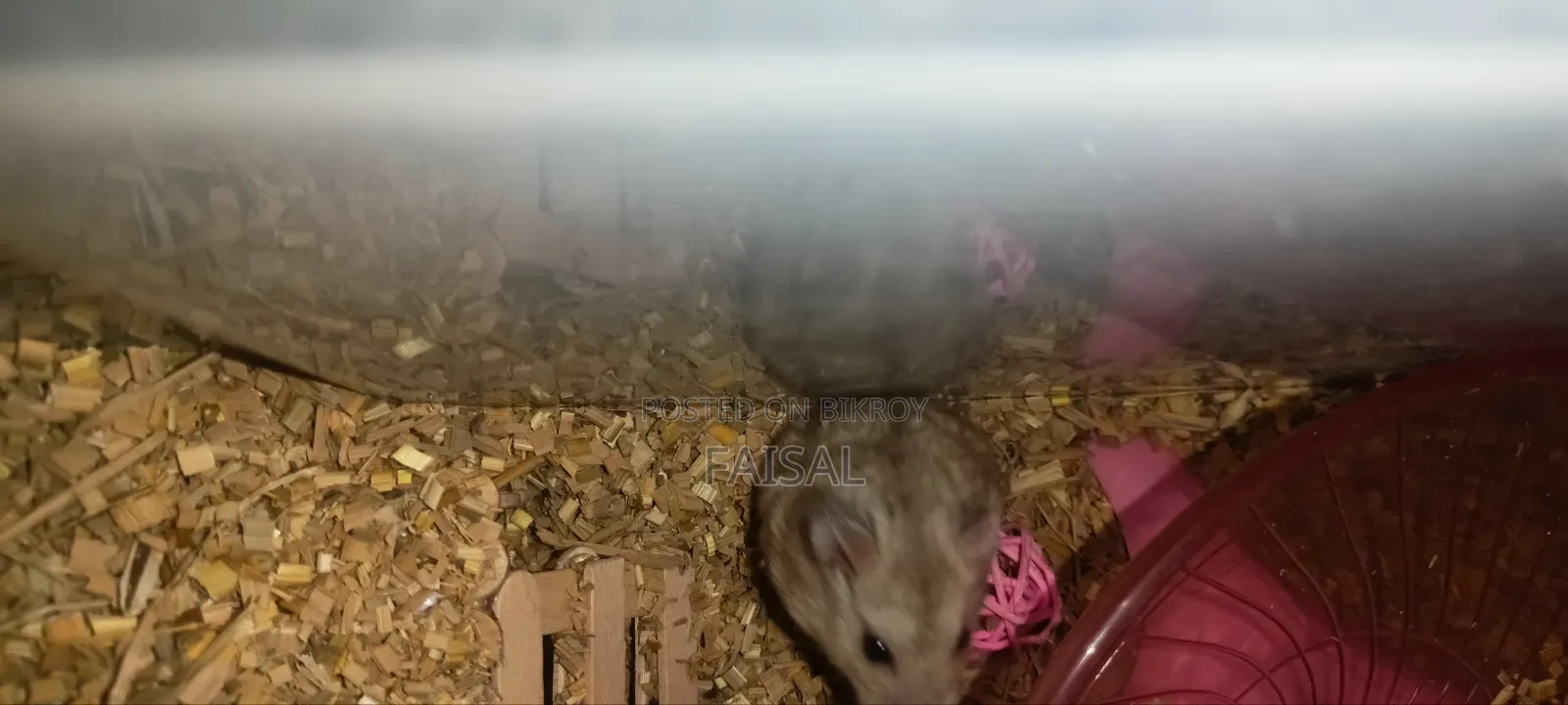 Hamster (Winter White Dwarf)