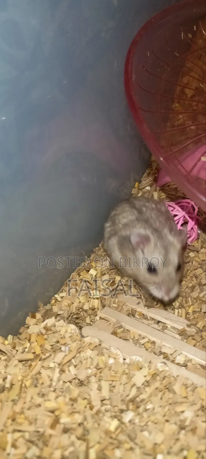Hamster (Winter White Dwarf)