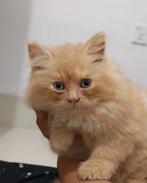 ১-৩ মাসের ফিমেল পিওরব্রেড পার্সিয়ান