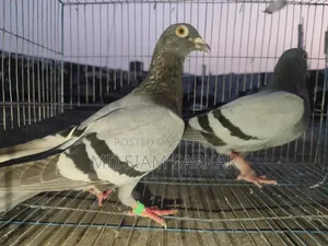 রেসার কবুতর বিক্রি হবে