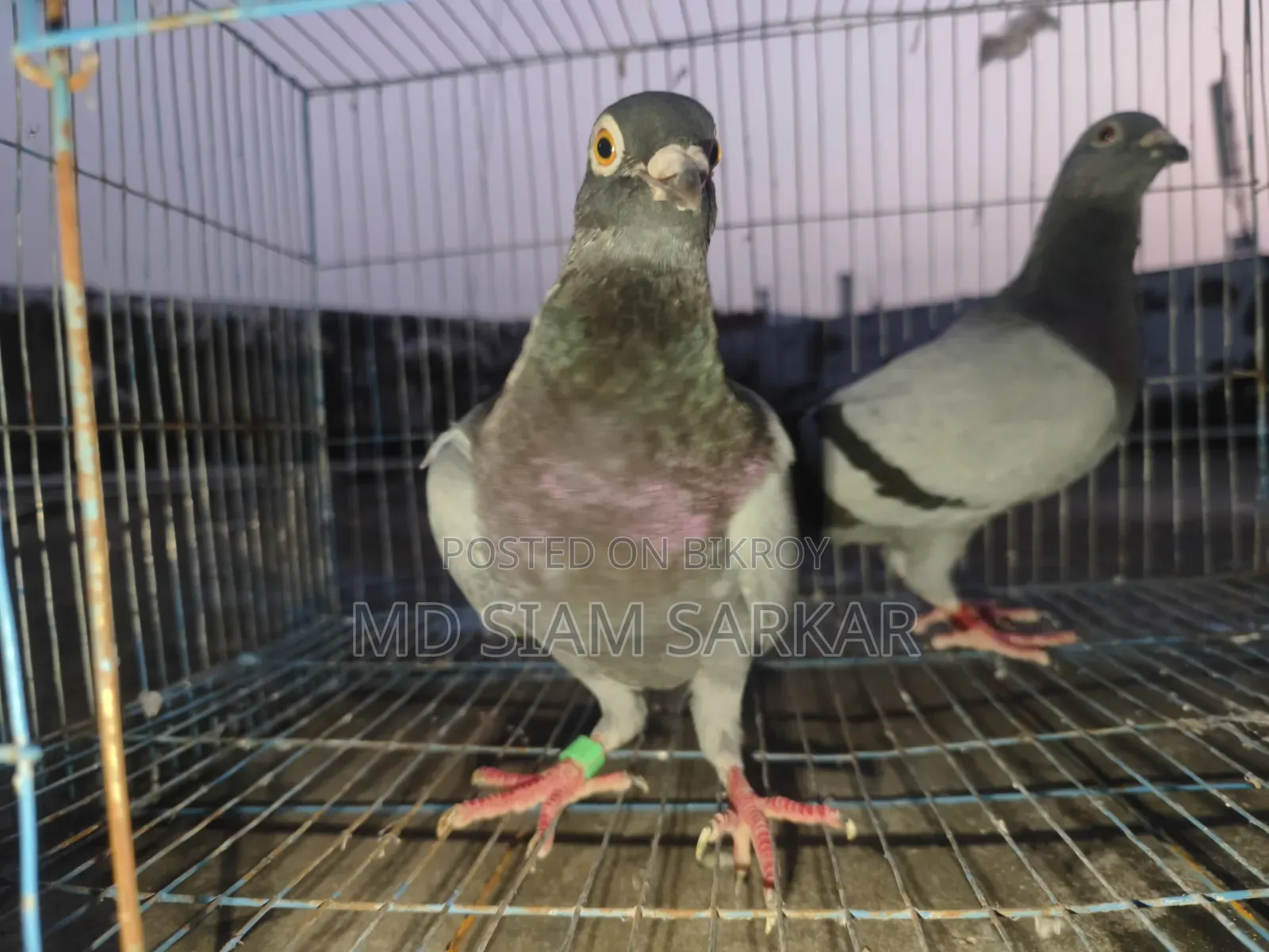 Racer pigeons for sale