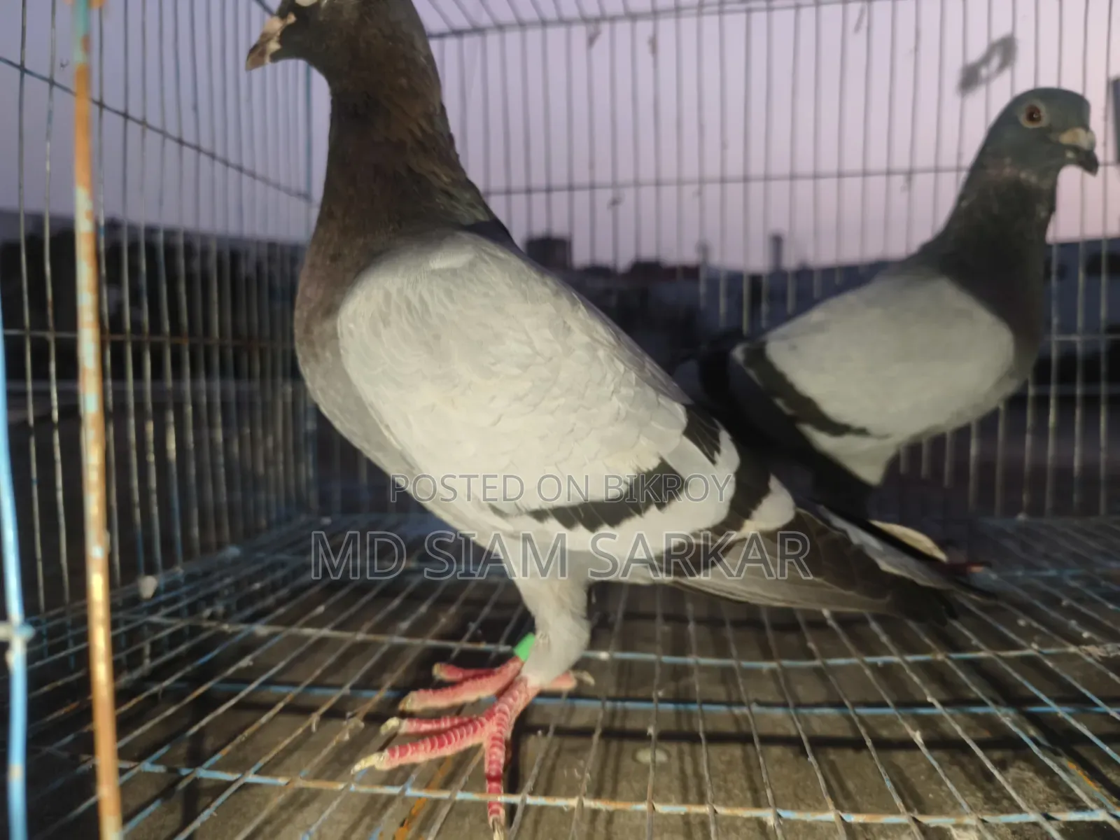 Racer pigeons for sale