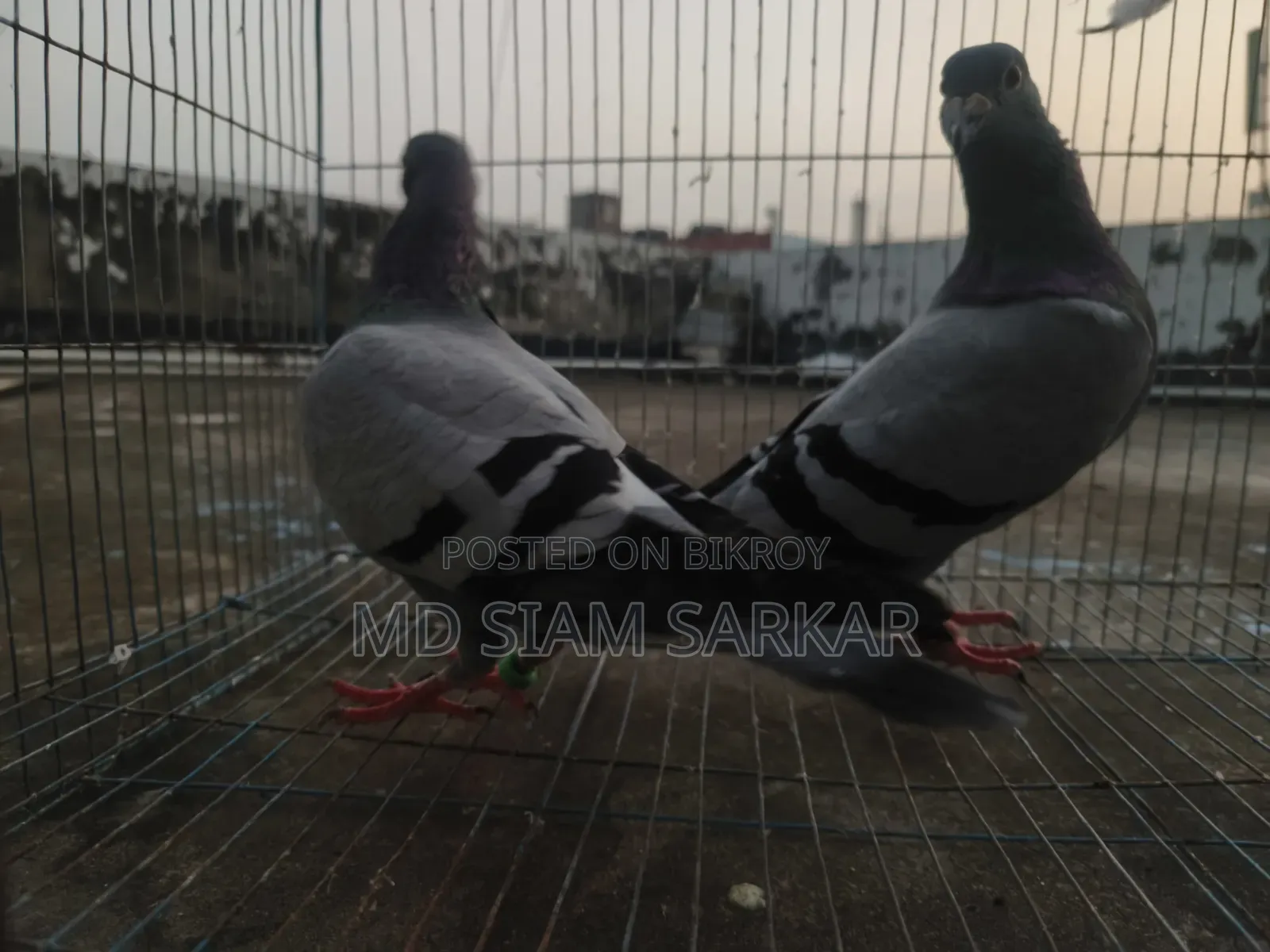 Racer pigeons for sale