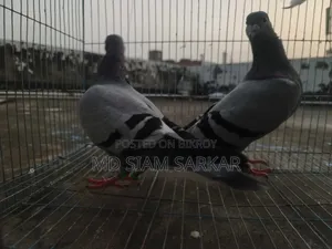 Racer pigeons for sale