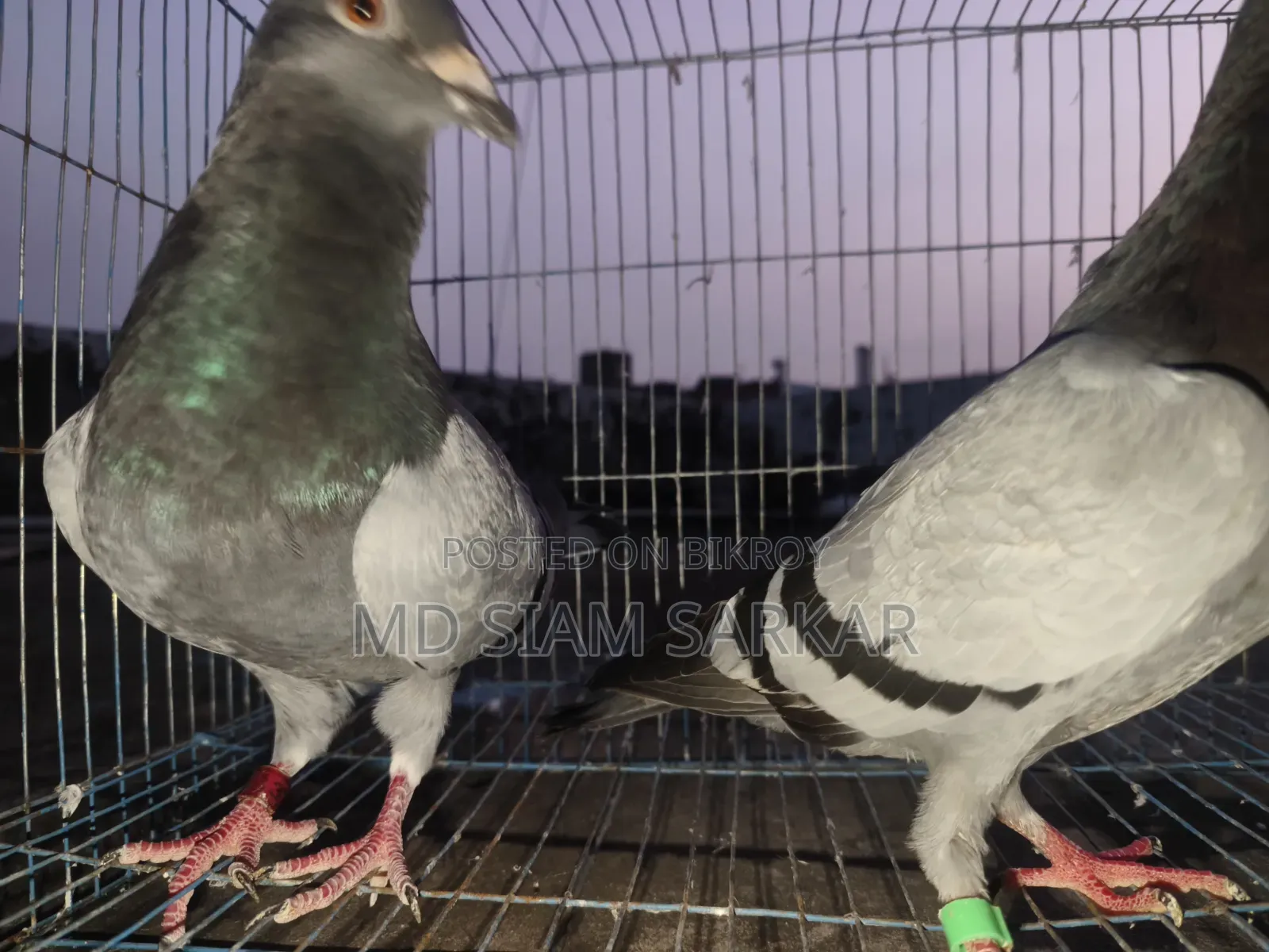 Racer pigeons for sale
