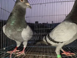Racer pigeons for sale