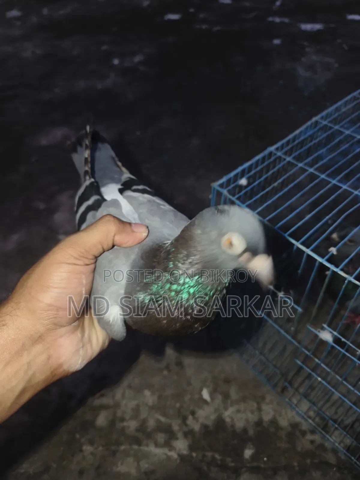 Racer pigeons for sale