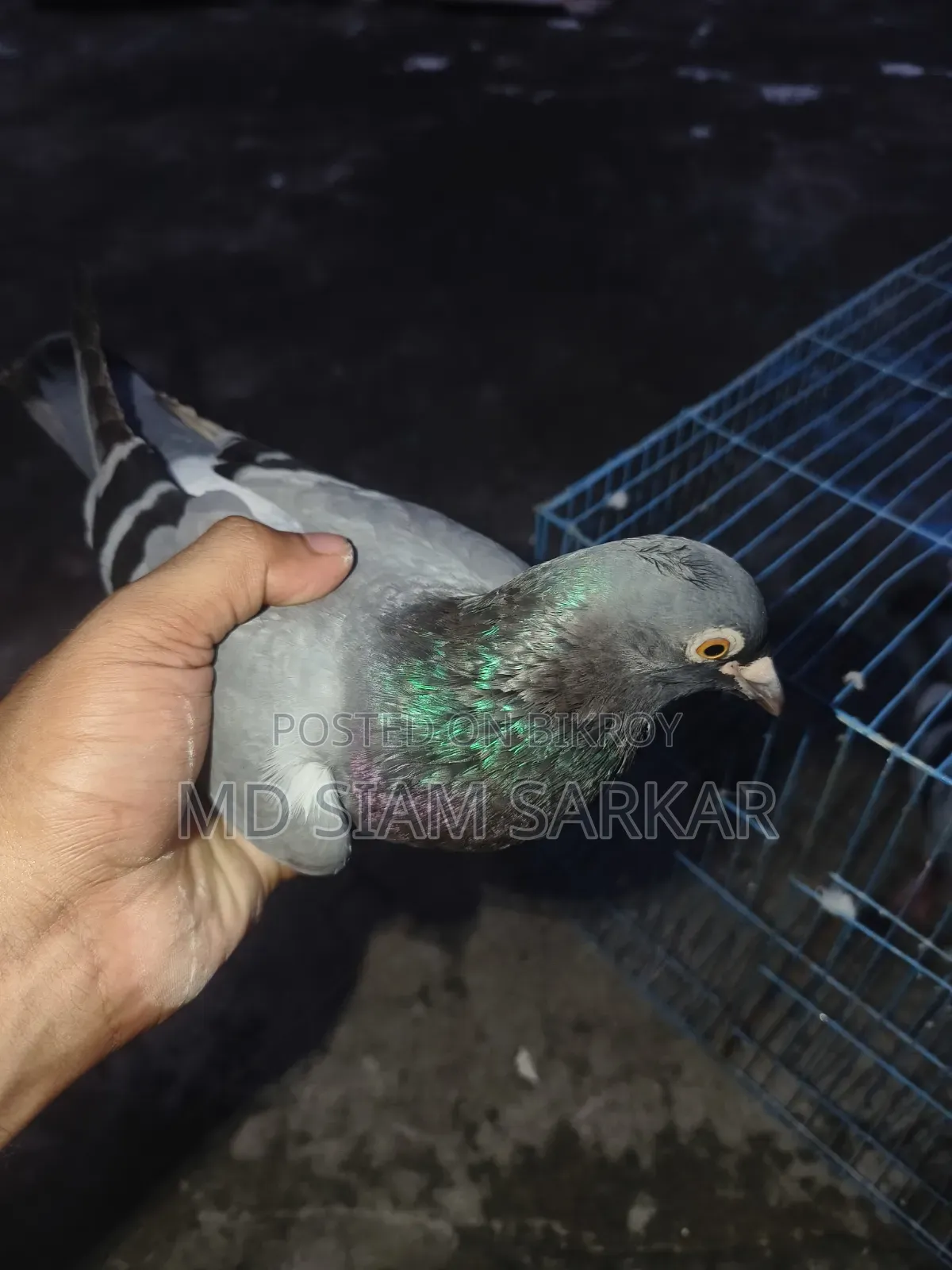 Racer pigeons for sale