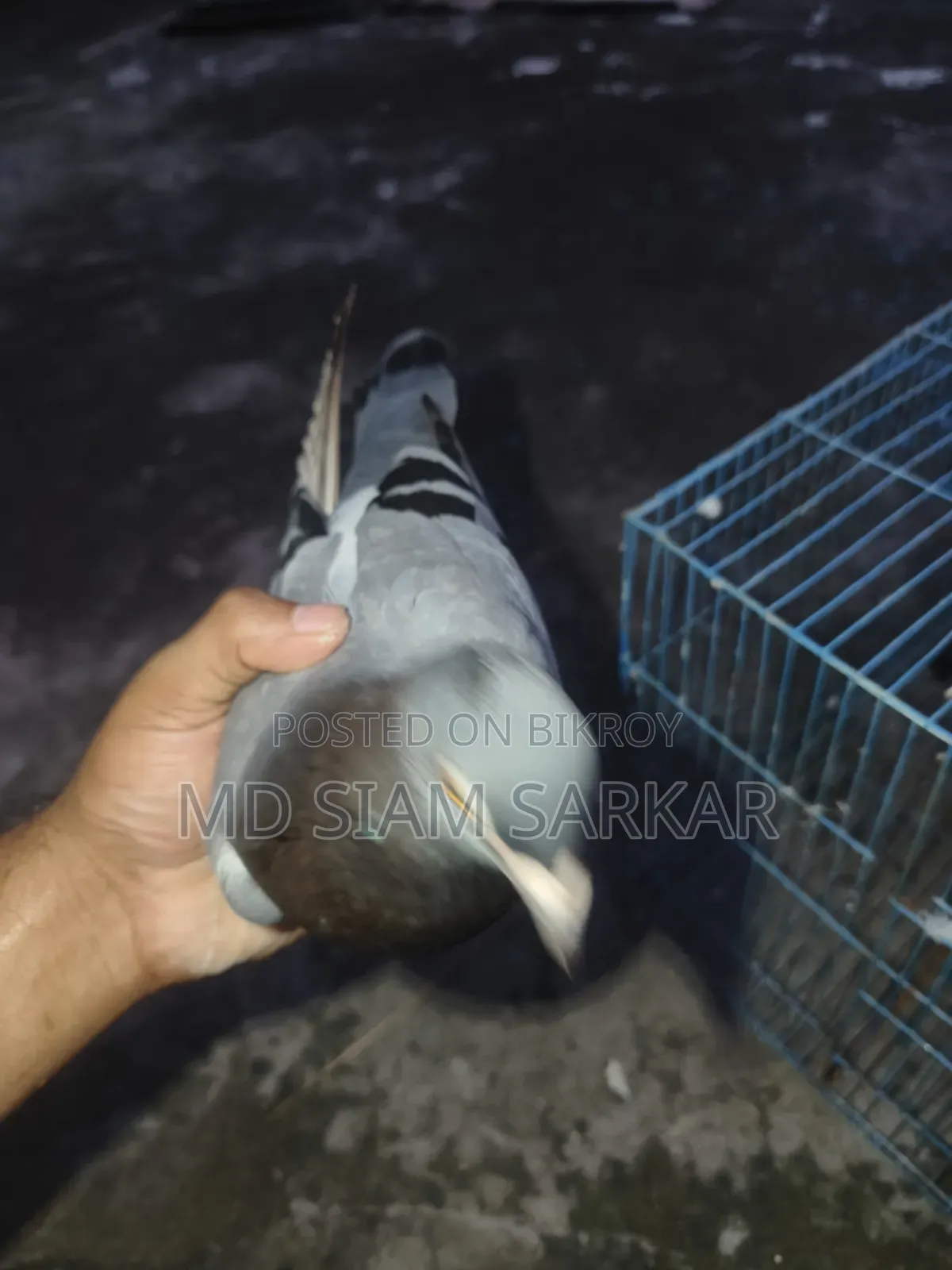 Racer pigeons for sale