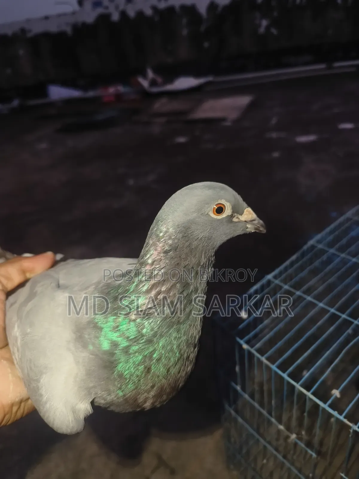 Racer pigeons for sale