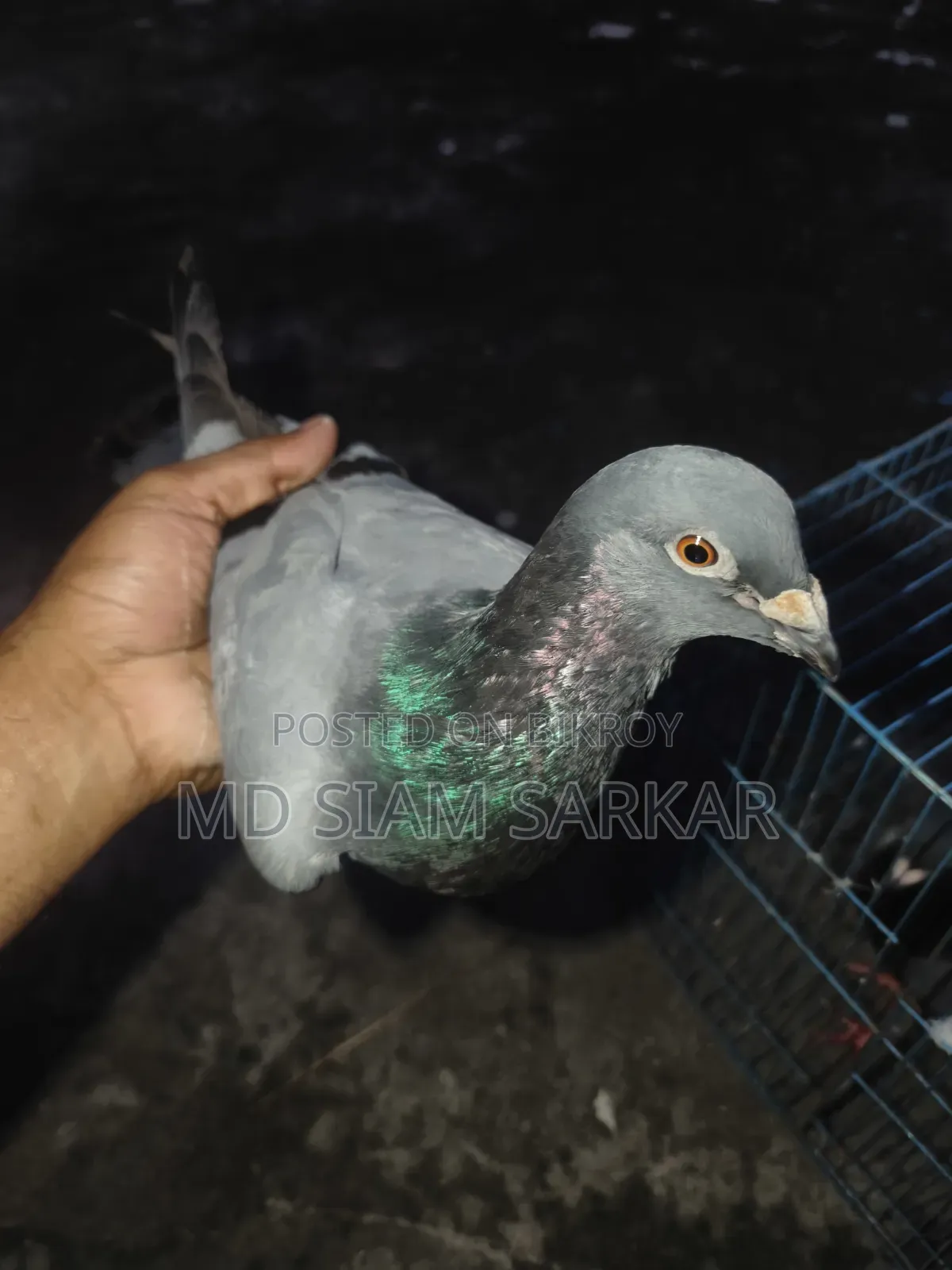 Racer pigeons for sale