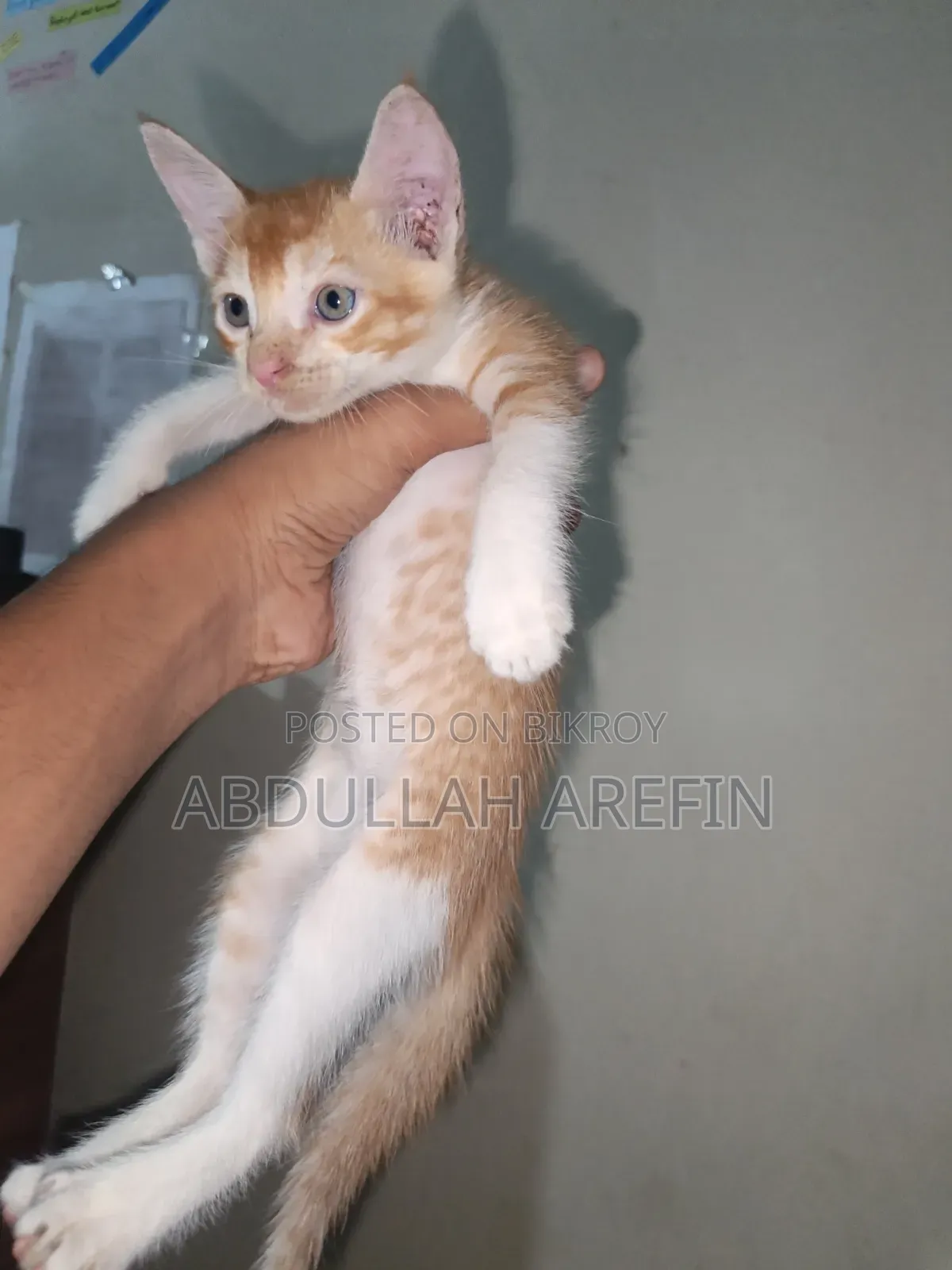 ০-১ মাস পুরুষ মিক্সড ব্রিড পার্সিয়ান