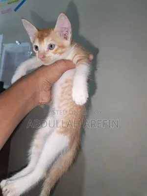 0-1 month Male Mixed Breed Persian