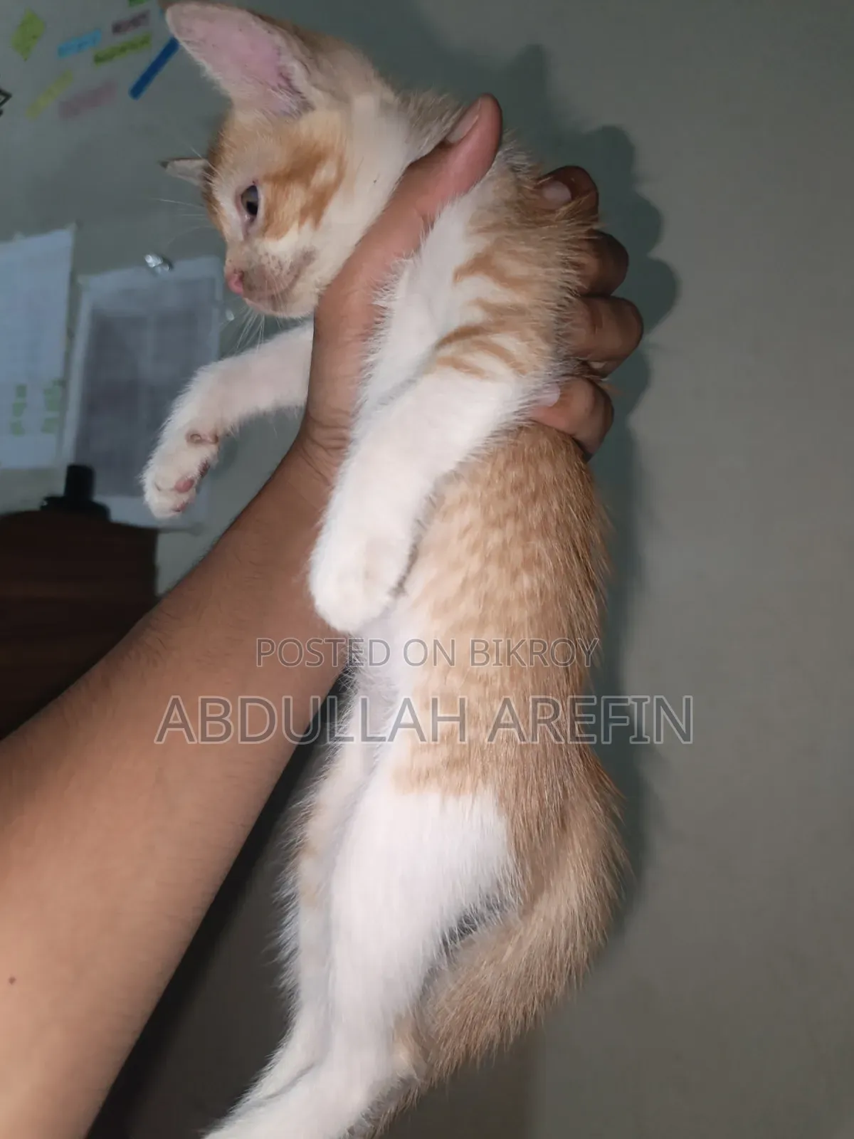 ০-১ মাস পুরুষ মিক্সড ব্রিড পার্সিয়ান