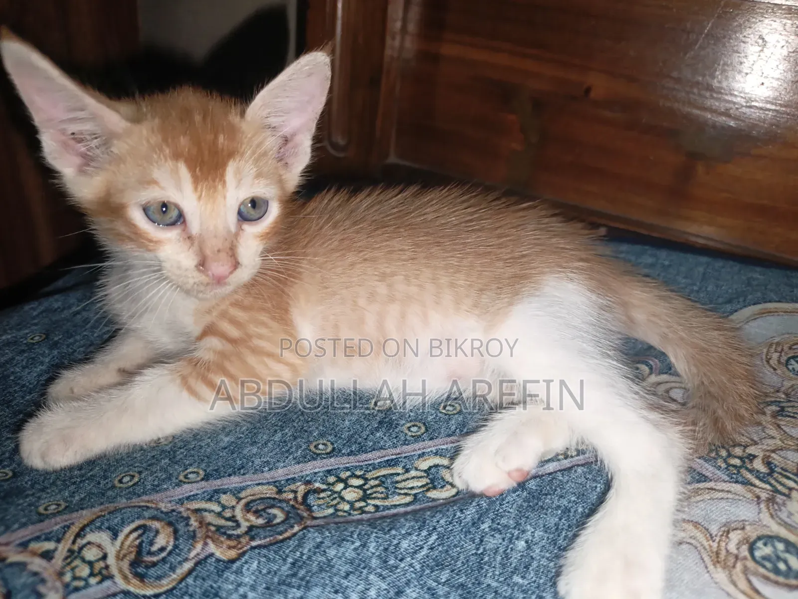 ০-১ মাস পুরুষ মিক্সড ব্রিড পার্সিয়ান