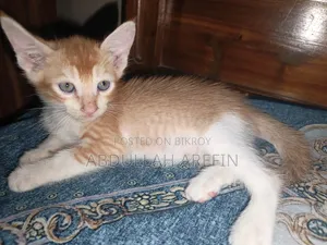 ০-১ মাস পুরুষ মিক্সড ব্রিড পার্সিয়ান