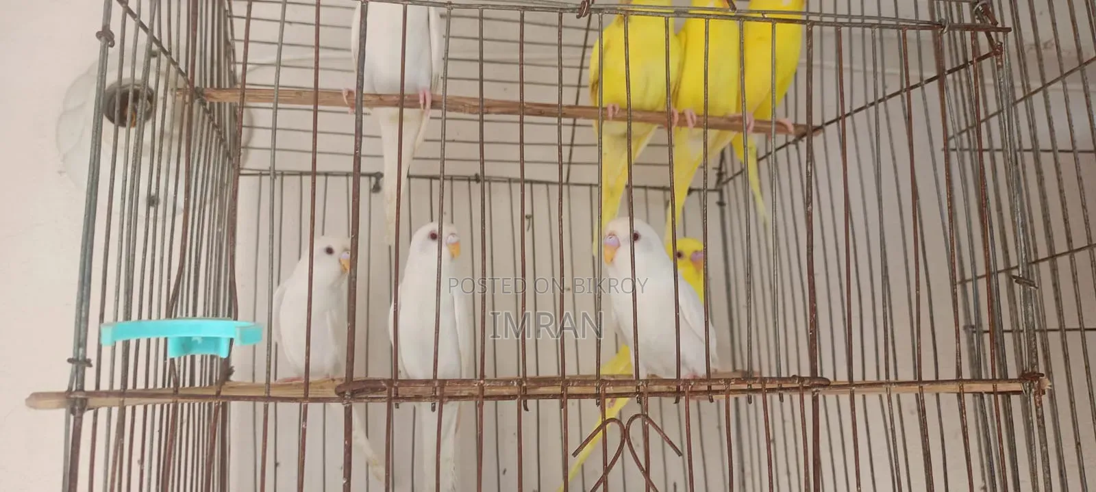 এল‌বি‌নো ও লু‌টি‌নো বাজ‌রিগার