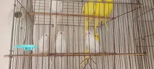এল‌বি‌নো ও লু‌টি‌নো বাজ‌রিগার