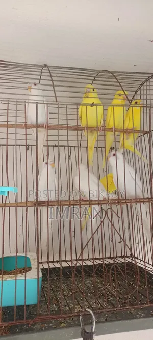 এল‌বি‌নো ও লু‌টি‌নো বাজ‌রিগার
