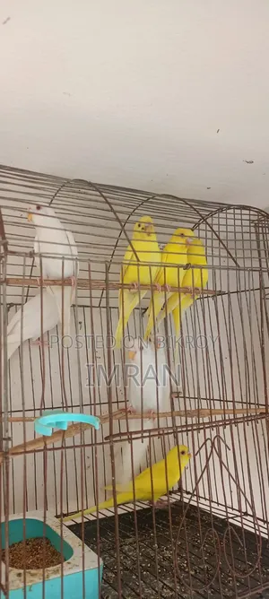 এল‌বি‌নো ও লু‌টি‌নো বাজ‌রিগার