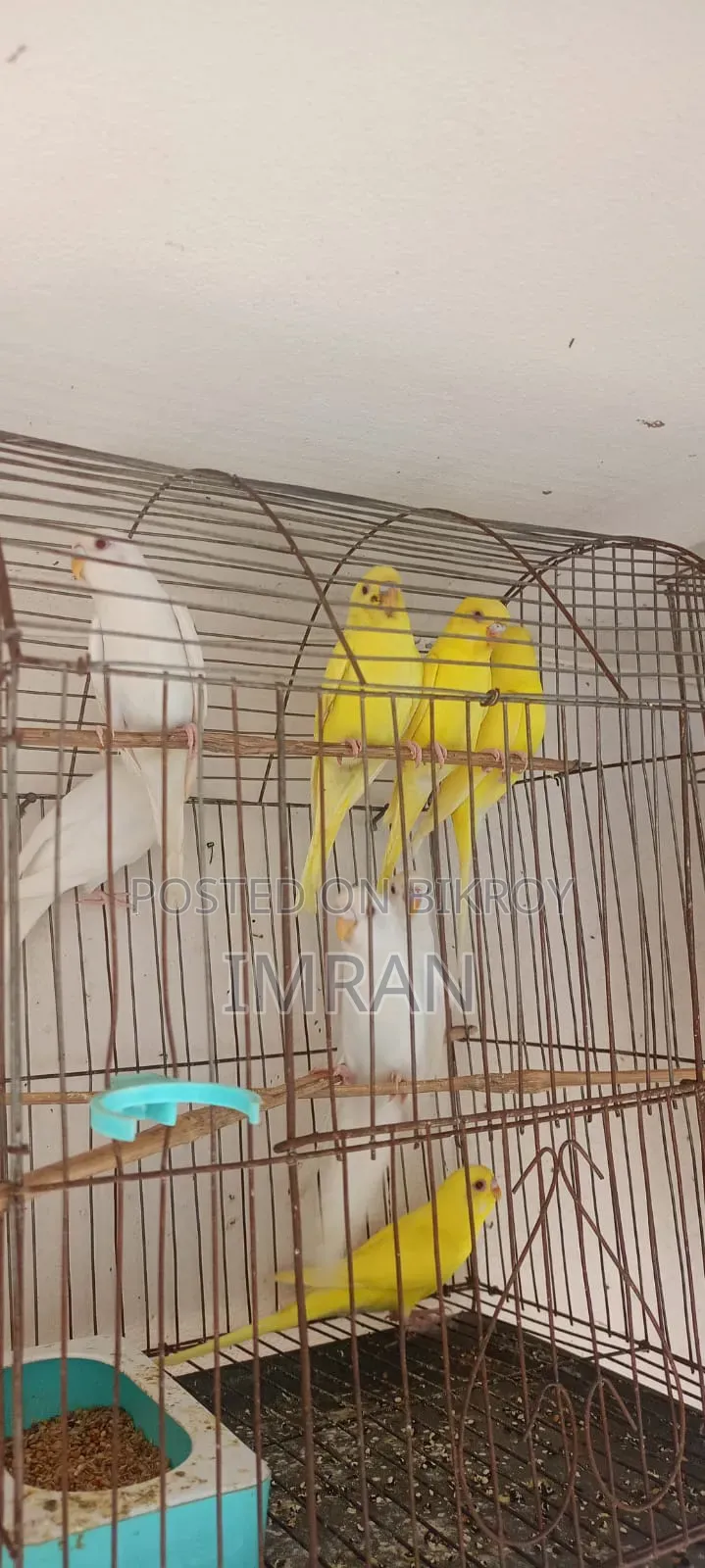 এল‌বি‌নো ও লু‌টি‌নো বাজ‌রিগার