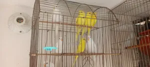 এল‌বি‌নো ও লু‌টি‌নো বাজ‌রিগার