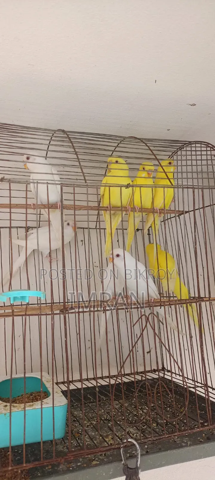 এল‌বি‌নো ও লু‌টি‌নো বাজ‌রিগার