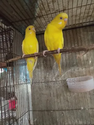 Budgerigar Birds
