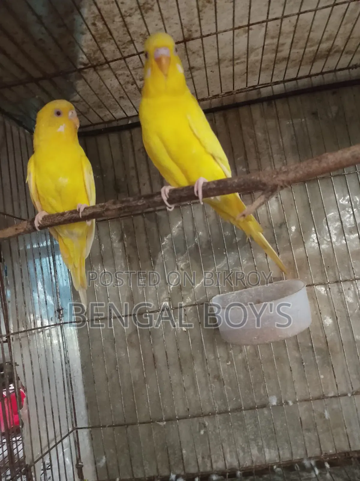 Budgerigar Birds