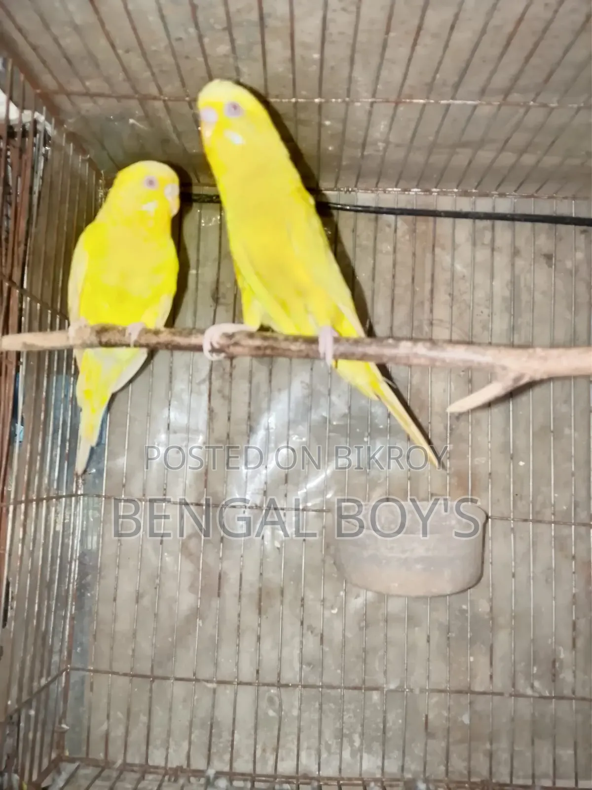 Budgerigar Birds