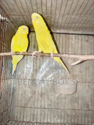 Budgerigar Birds